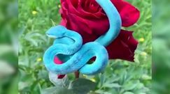 Niebieska żmija. Nagranie z tym wężem natychmiast stało się hitem sieci