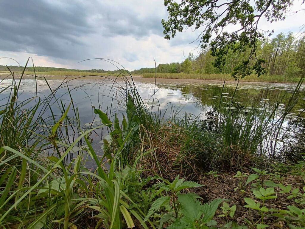 Park Krajobrazowy Lasy nad Górną Liswartą