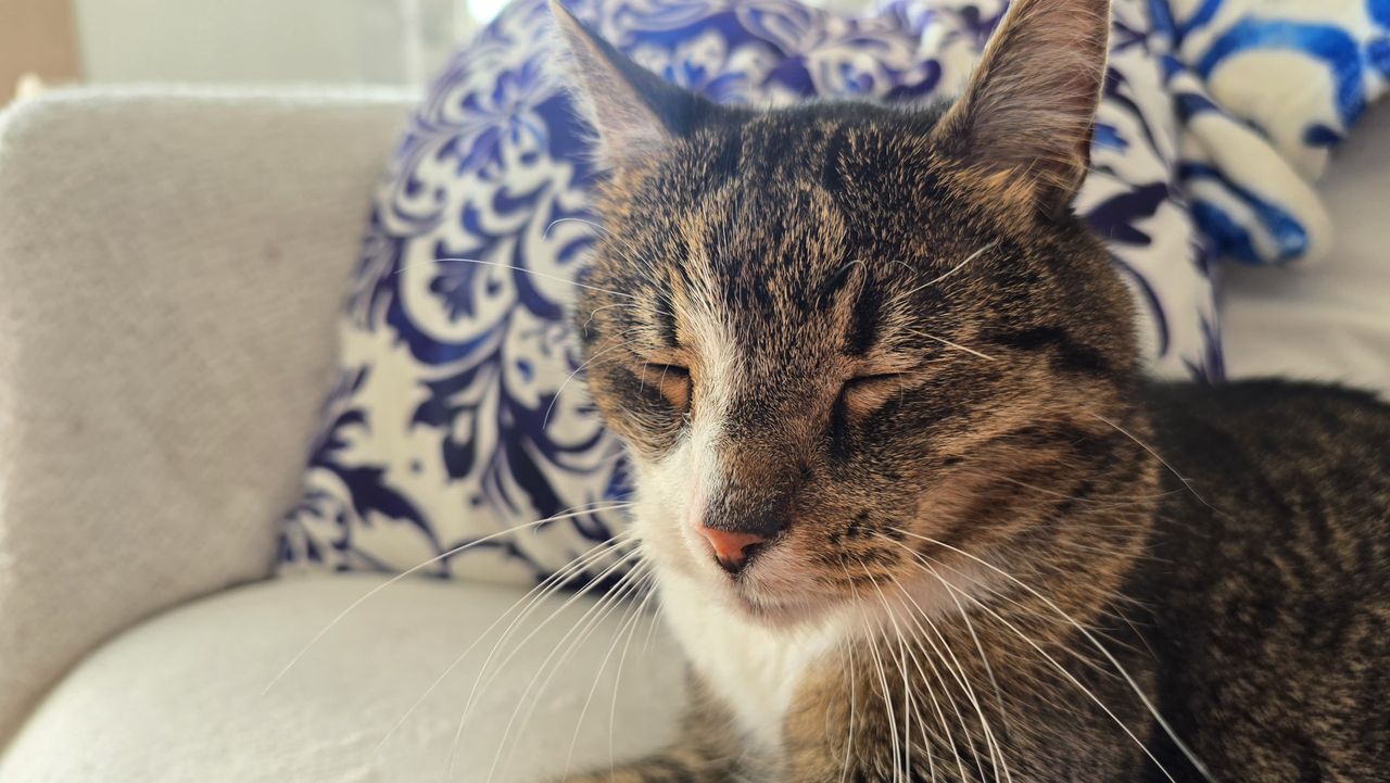 Leoś przysypiający