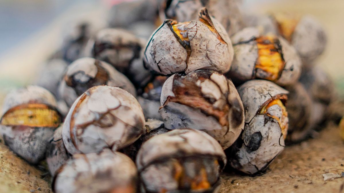 Domowe eksperymenty z kasztanami często kończą się katastrofą