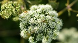 Szczwół plamisty - charakterystyka, objawy zatrucia, pierwsza pomoc w przypadku zatrucia szczwołem plamistym