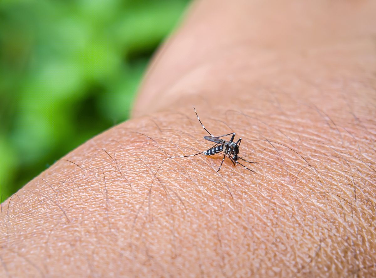Aedes aegypti, czyli komar tygrysi