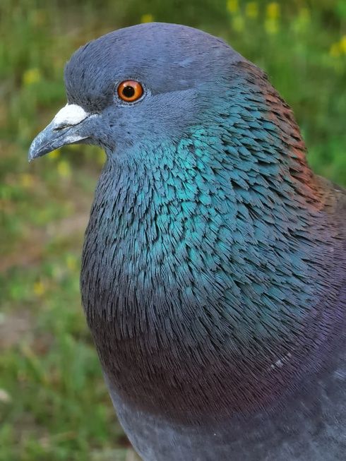 Huawei P40 Pro+ przykład supertele 3