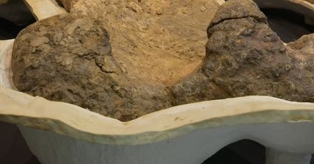 Największy dinozaur Australii. Sensacyjne odkrycie nowego gatunku