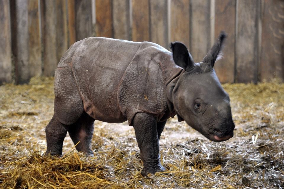Można już oglądać małego nosorożca