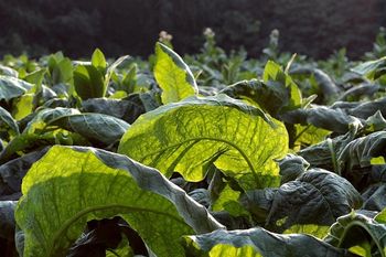 Plantatorzy tytoniu przyjadą do Warszawy! Rolnicy zapowiadają ogólnopolski protest