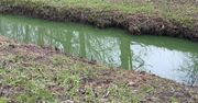 Warszawa: Zielona woda w Potoku Służewieckim zaniepokoiła mieszkańców