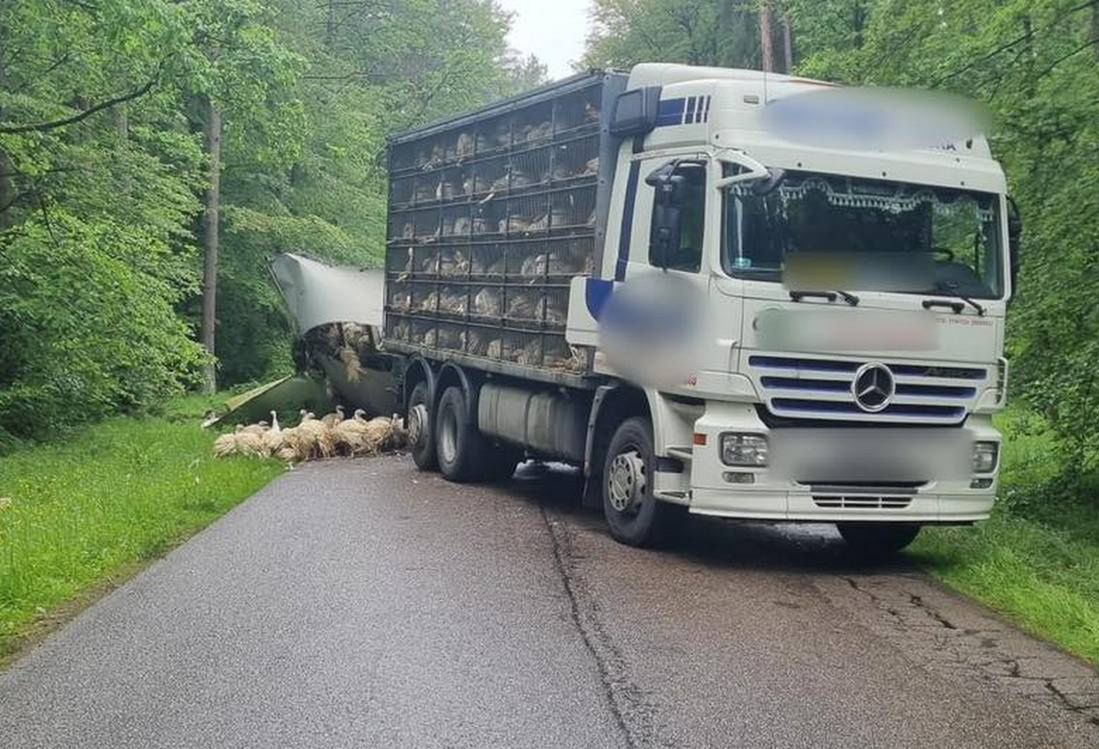 Ostróda: Naczepa z drobiem wylądowała w rowie. Utrudnienia na drodze wojewódzkiej nr 530