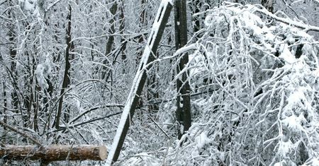 Podkarpacie. Śnieg uszkodził linie energetyczne. 40 tys. gospodarstw bez prądu