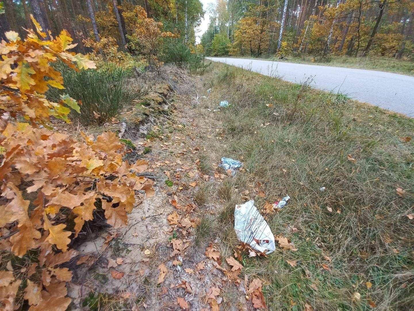 Polskie lasy są pełne śmieci