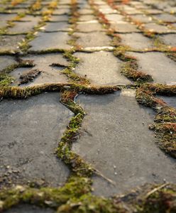 Wylej na zarośniętą kostkę. Myjka ciśnieniowa będzie zbędna