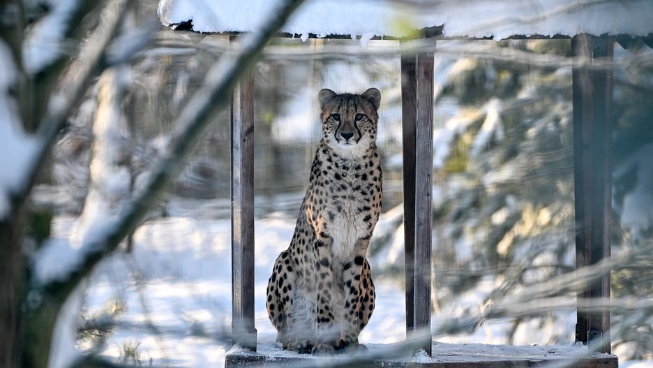 Zimowe półkolonie w gdańskim zoo! Kreatywne zajęcia, karmienia zwierząt, gra terenowa i mnóstwo zabawy każdego dnia. Kto gotowy na przygodę?