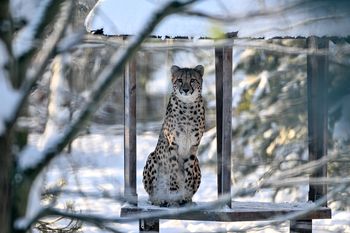 Gdańsk: Ferie wśród zwierząt. Zimowa Akademia Zwierząt 2026 w zoo. Trwają zapisy