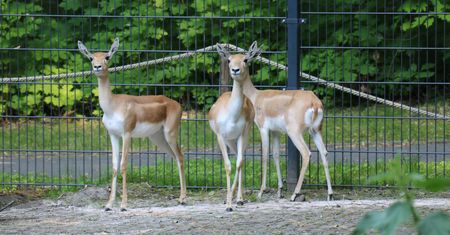 Chorzów. Śląskie zoo ma nowych mieszkańców. Przybyły wprost z Hamburga