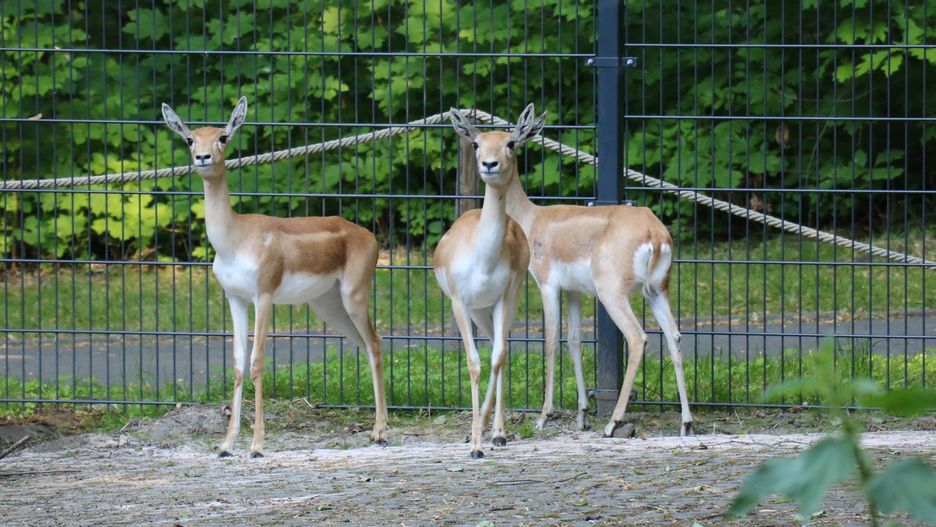 Chorzów. Cztery antylopy dotarły do śląskiego zoo.