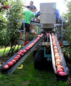 Musi zebrać tony jabłek. Błaga o pomoc. "Do czwartku mam czas"