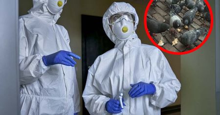 Pierwszy zgon z powodu ptasiej grypy w USA. Służby zalecają unikanie kontaktu z ptakami