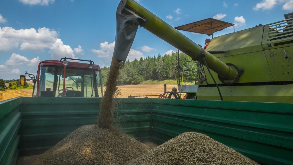 Skup zboża nie pozostawia złudzeń co do cen