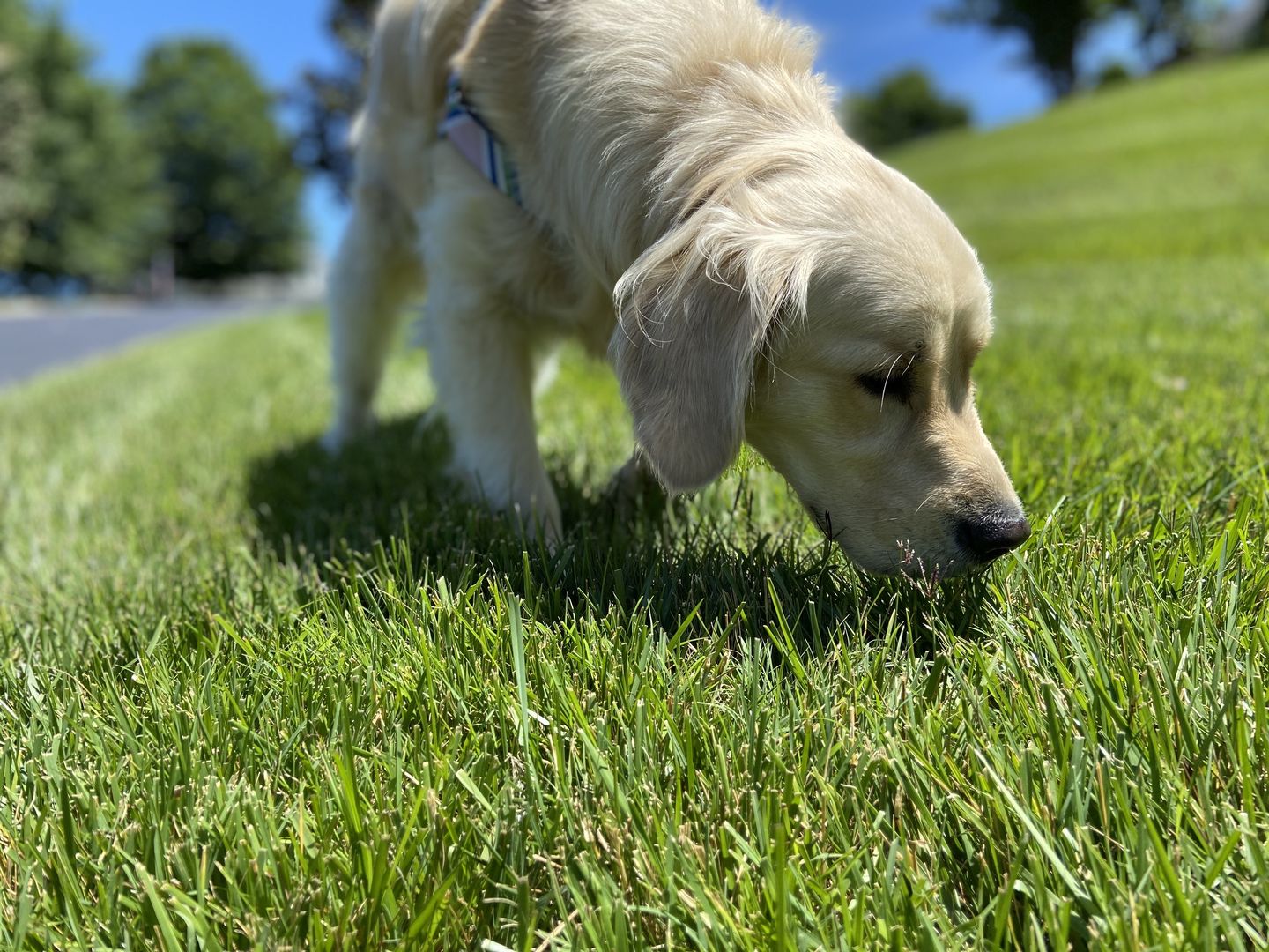 Happy Golden Retriever sniffing some grass
Happy Golden Retriever sniffing some grass
Brad Covington