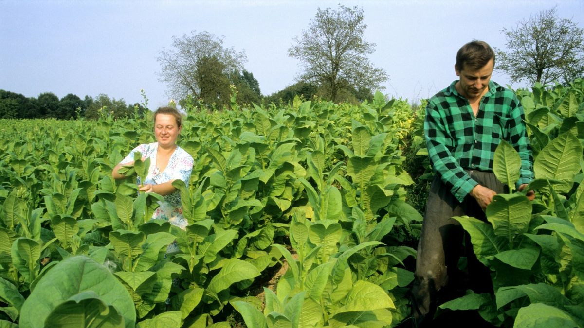 Przedstawiciele branży tytoniowej protestują w Warszawie
