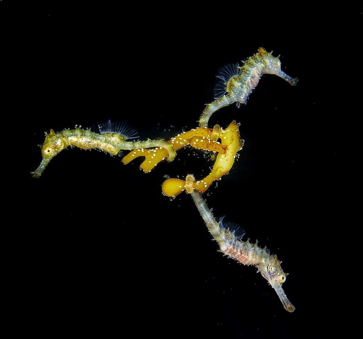 Piękne stworzenia z morskich głębin w konkursie Ocean Art Underwater 10