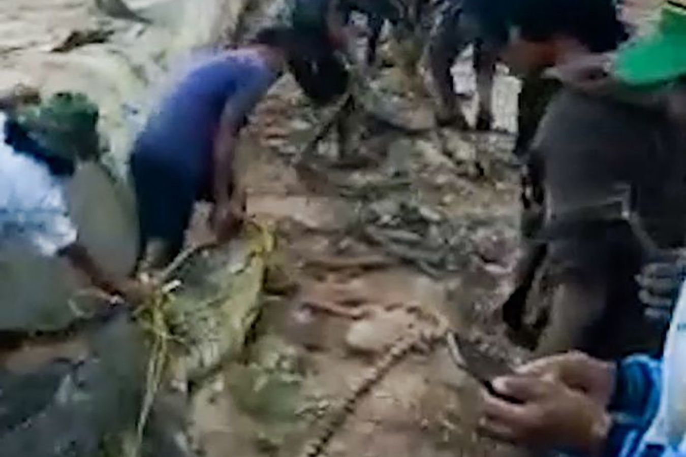 8-metrowy krokodyl połknął rybaka. Po 3 dniach w końcu namierzyli bestię