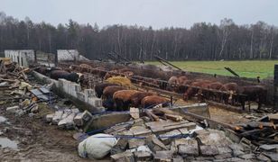 Atak wichury na Kaszubach. Zwierzęta przeżyły zniszczenie obory