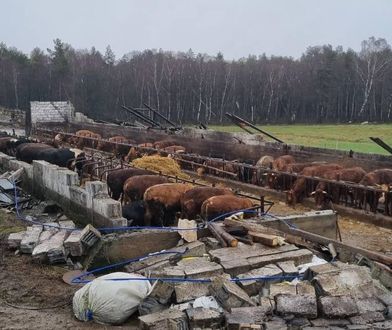 Atak wichury na Kaszubach. Zwierzęta przeżyły zniszczenie obory