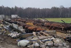 Atak wichury na Kaszubach. Zwierzęta przeżyły zniszczenie obory