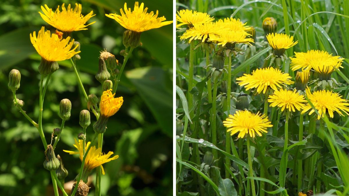 Mlecz i mniszek lekarski.