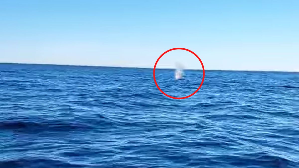 Zatoka Gdańska. Zaskakujące sceny.