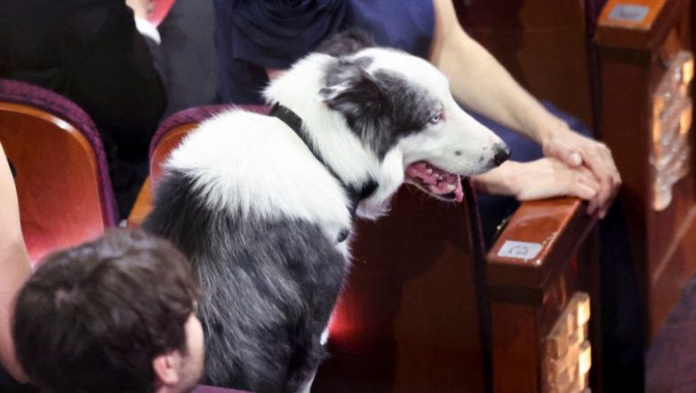 Messi's dog at the Oscars