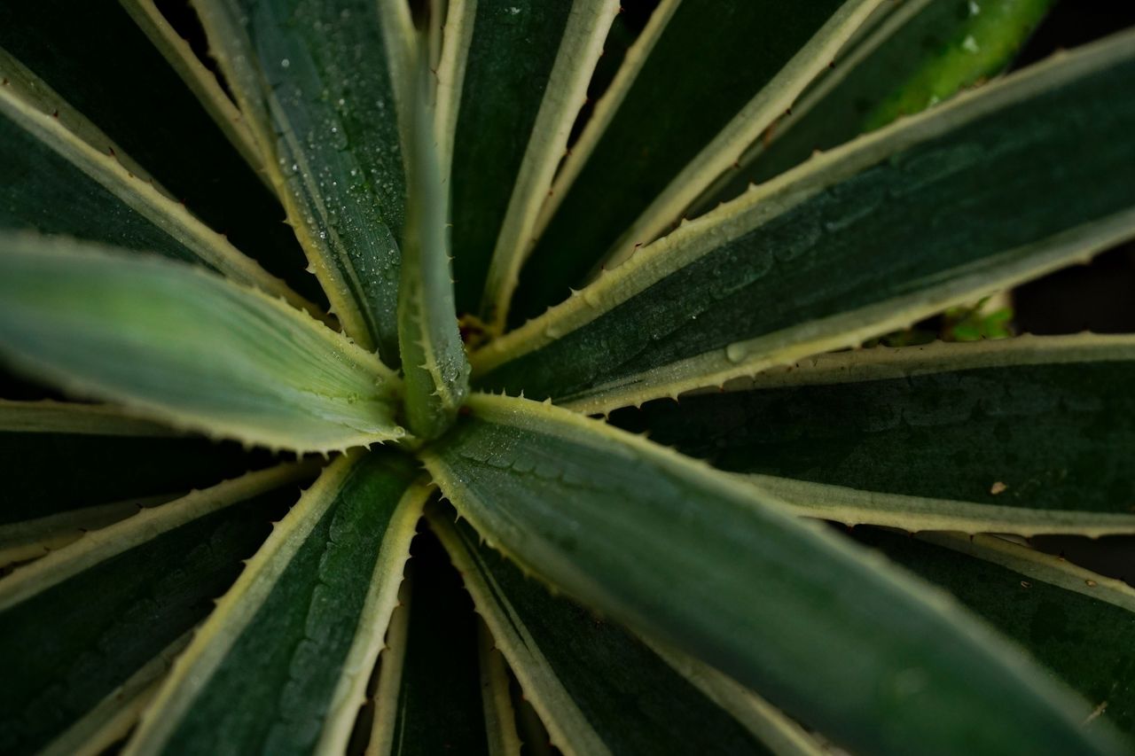 Boost your sleep quality with this popular houseplant. The secret power of mother-in-law's tongue