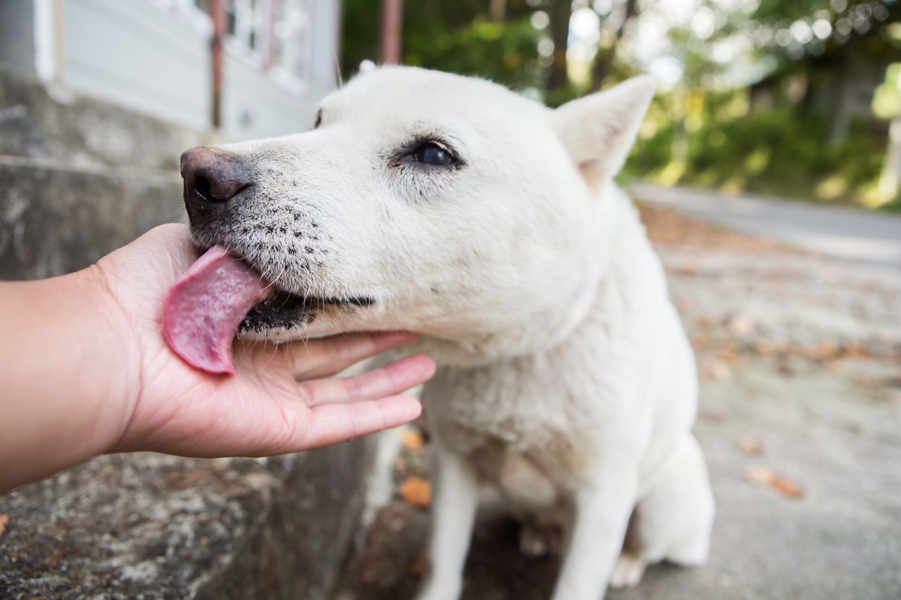 Händelecken: Hunde und die geheime Botschaft ihrer Zuneigung