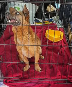 To była największa akcja ratowania zwierząt w Polsce. Jest akt oskarżenia za "mordownię psów"