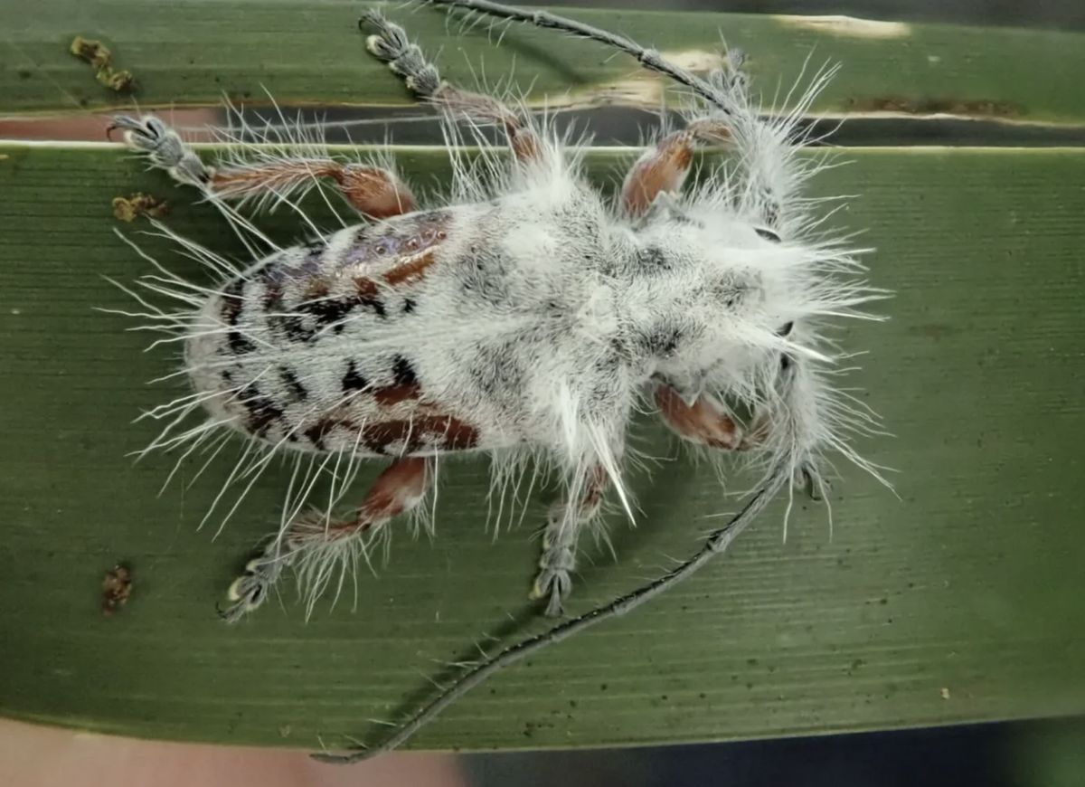 Badacz odkrył przypadkiem nowy gatunek chrząszcza
