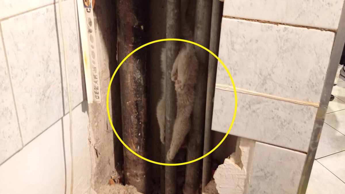 Kot utknął w kanale instalacyjnym 