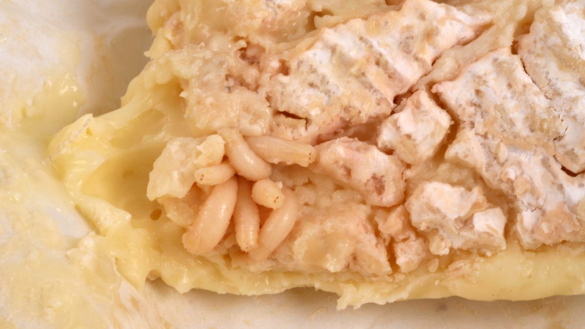 Casu Marzu to ser z larwami