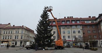 Szczecinek: Trwa montaż ozdób na jodle, która stanęła w centrum