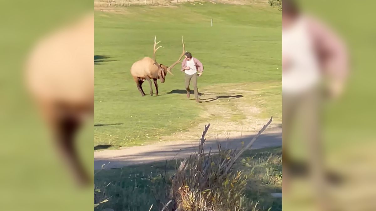 Jeleń ruszył na fotografa.