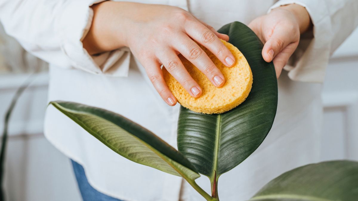 Kobieta wyciera liście roślin