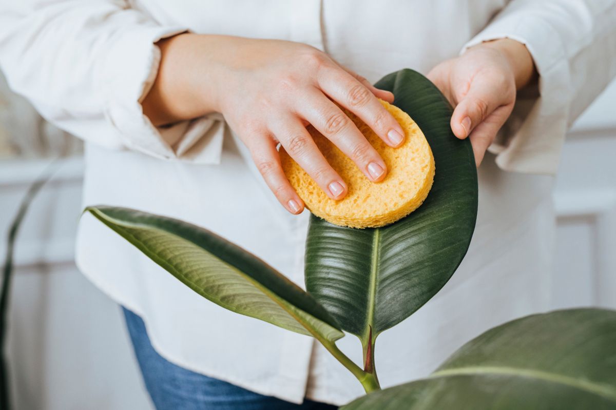 The woman is wiping the leaves of plants.