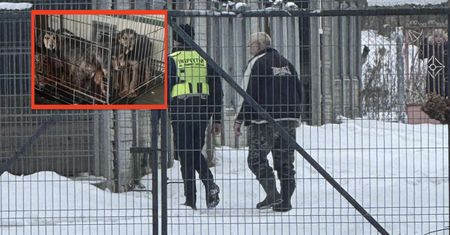 MSWiA zdecydowało. Schronisko w Sobolewie zamknięte