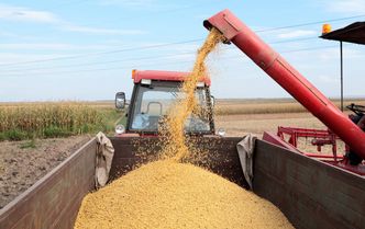 Polska skrajnie zależna od importu soi. Zagrożenie jest poważne