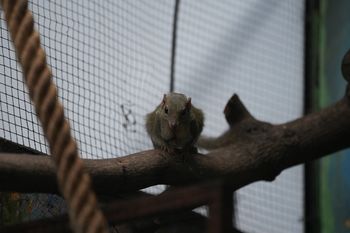 Toruń: Nowe tupaje w zoo. Uwaga! Swoje ofiary zabijają wzrokiem