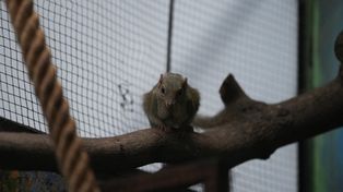 Toruń: Nowe tupaje w zoo. Uwaga! Swoje ofiary zabijają wzrokiem