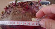 Kozarzew: Burak o wadze trzech kilogramów z przydomowego ogródka