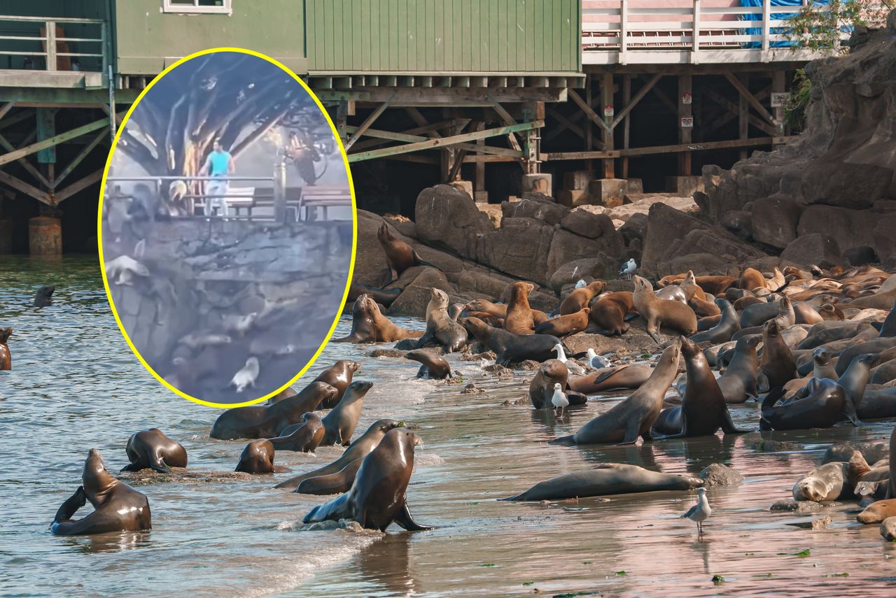 Man faces charges for harassing sea lions in Monterey park