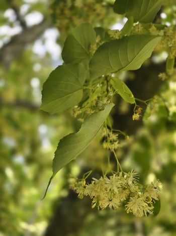 Arboretum Wirty zachwyca feerią barw i zapachów w letniej odsłonie