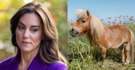 Kolejny przyjaciel royalsów ujawnia, kiedy Kate Middleton wróci do pracy i grzmi: "Ona nie jest KUCYKIEM NA POKAZ!"